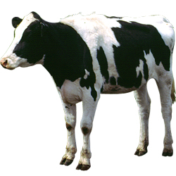 milk cow_02